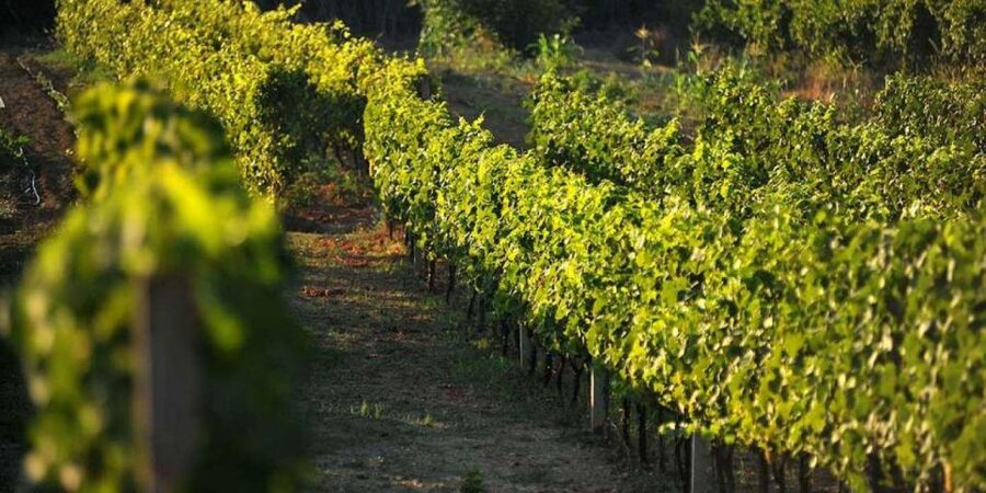 Wine tasting on Peninsula Pelješac wine tour from Dubrovnik - Price and logistics: what $71 covers, and what costs more on the day