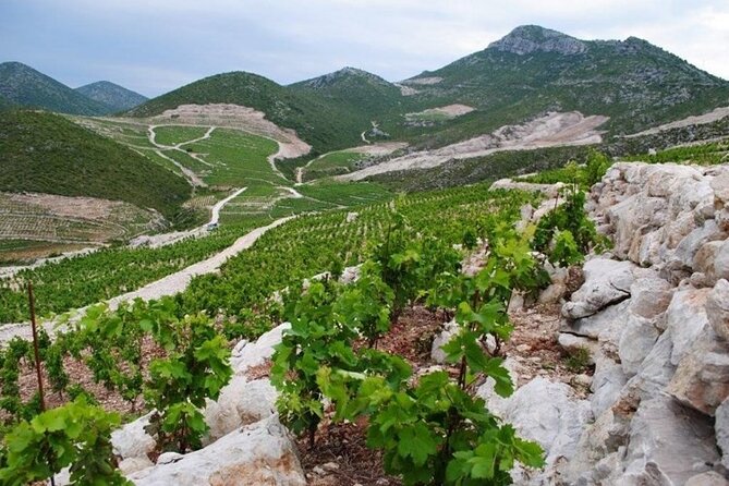 Wine tour peninsula Pelješac - From Dubrovnik to Ston by D8, what makes the ride worth it